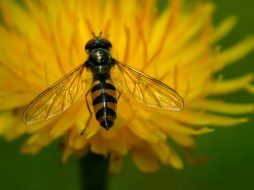 Réf. 10 046 : Meliscaeva auricollis