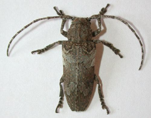 Niphona picticornis