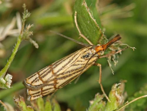 Chrysocrambus craterella