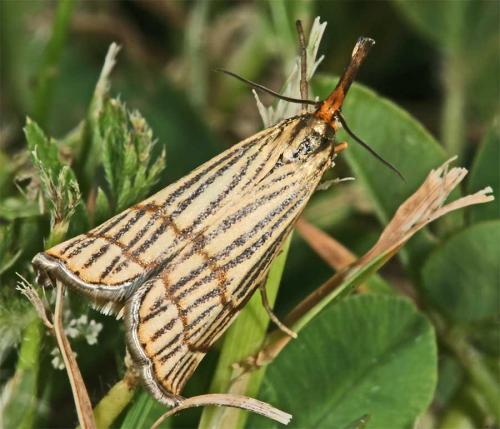 Chrysocrambus craterella