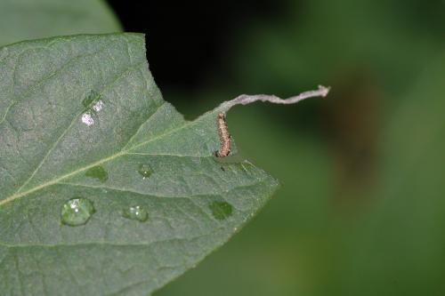 Limenitis reducta