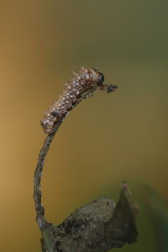 Limenitis reducta