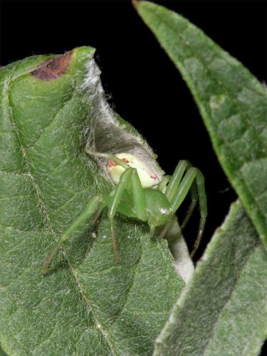 Réf. 10 549 : Ebrechtella tricuspidata