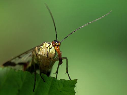 Panorpa vulgaris