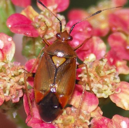 Deraeocoris ruber