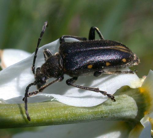 Brachyta interrogationis
