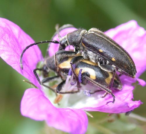Brachyta interrogationis
