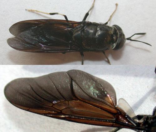 Hermetia illucens