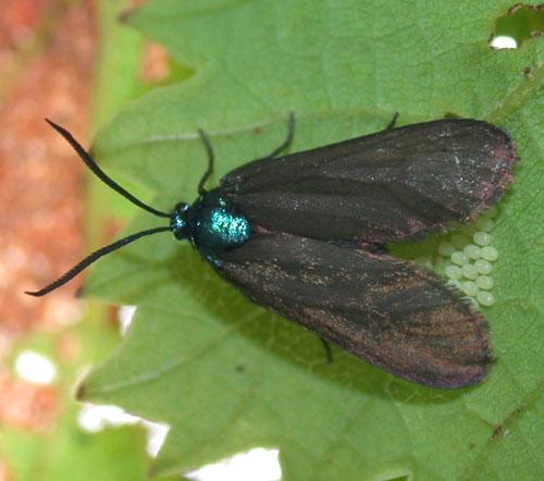 Theresimima ampellophaga