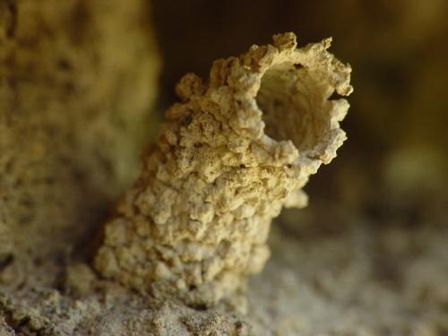 Réf. 10 844 : Odynerus sp.