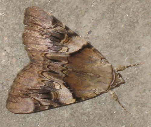 Réf. 10 809 : Catocala fulminea