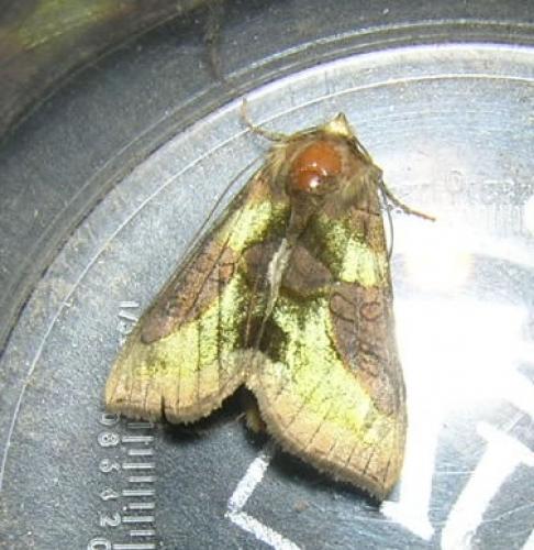 Diachrysia chrysitis