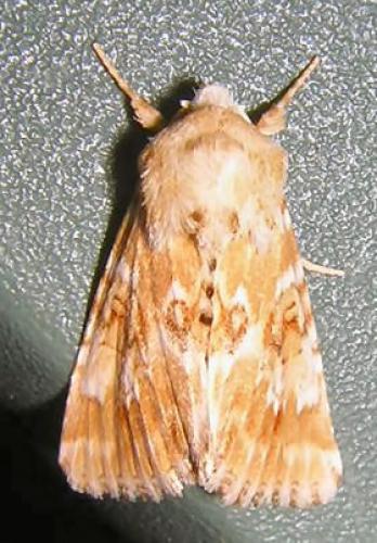 Eremobia ochroleuca