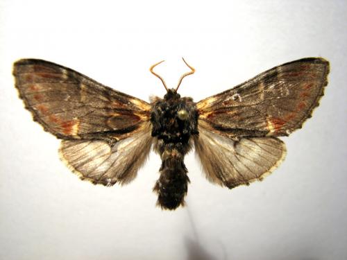 Notodonta dromedarius