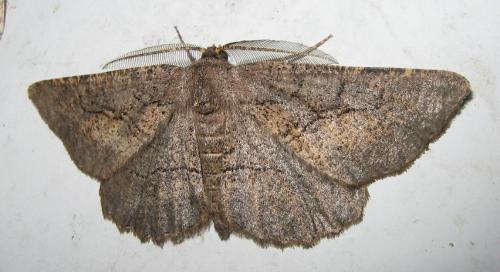 Nychiodes sp.