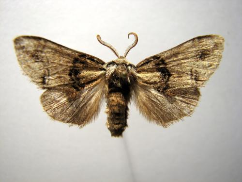 Drymonia velitaris