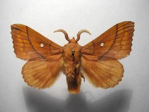 Odonestis pruni