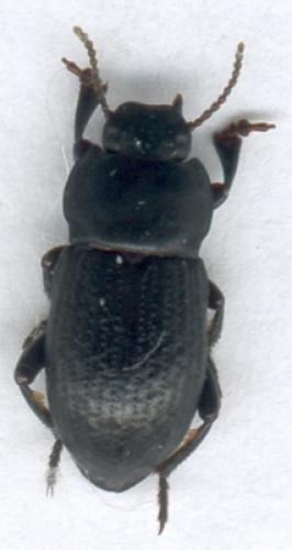 Phylan pilipes