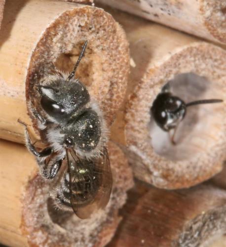 Réf. 10 377 : Osmia caerulescens