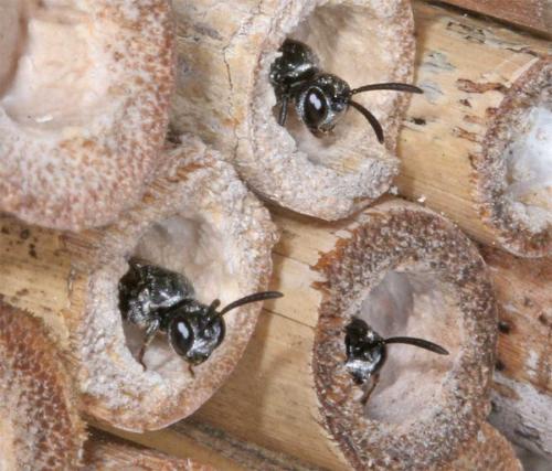 Réf. 10 376 : Psenulus fuscipennis