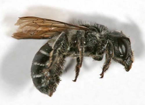 Réf. 10 378 : Osmia caerulescens