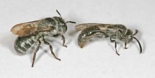 Réf. 10 379 : Osmia caerulescens