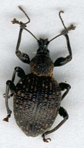 Réf. 10 117 : Otiorhynchus armadillo
