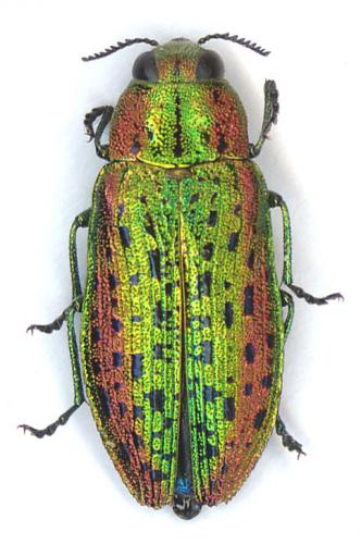 Réf. 10 095 : Lamprodila mirifica