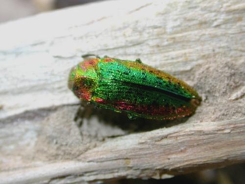 Réf. 10 098 : Lamprodila rutilans