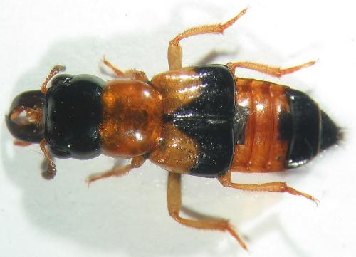 Oxyporus rufus
