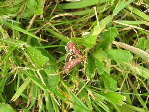 Pyrausta purpuralis