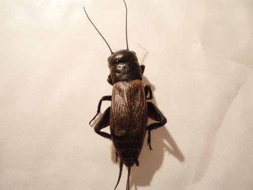 Réf. 10 172 : Gryllus campestris