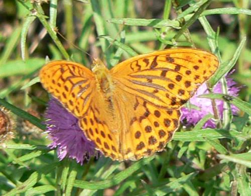 Réf. 10 986 : Argynnis paphia