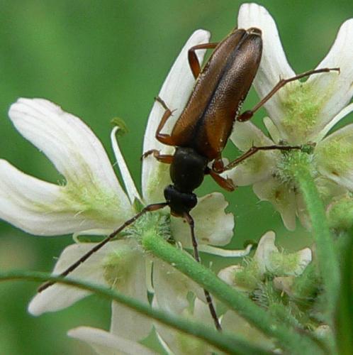 Réf. 10 481 : Alosterna tabacicolor