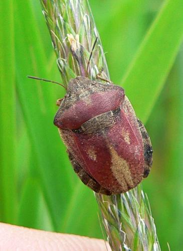 Réf. 10 025 : Eurygaster testudinaria