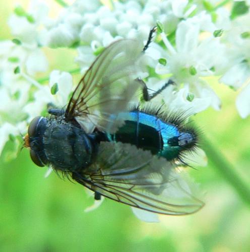 Cynomya mortuorum