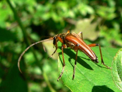 Stenocorus meridianus