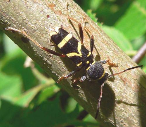 Réf. 10 159 : Clytus arietis