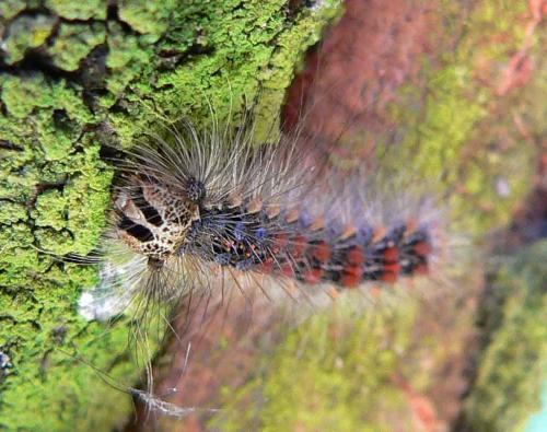 Lymantria dispar
