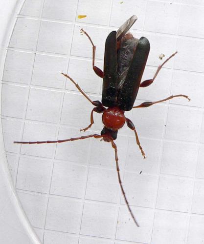 Phymatodes testaceus