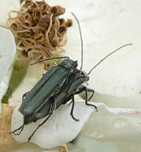 Réf. 10 478 : Oedemera virescens