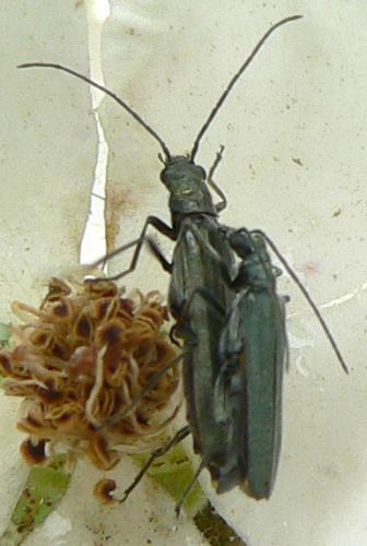 Oedemera virescens