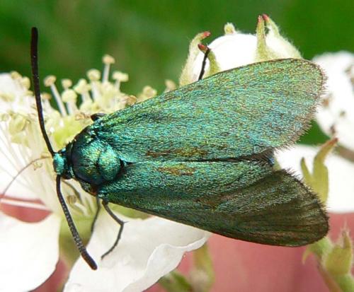 Réf. 10 213 : Adscita sp.