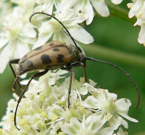 Pachytodes cerambyciformis