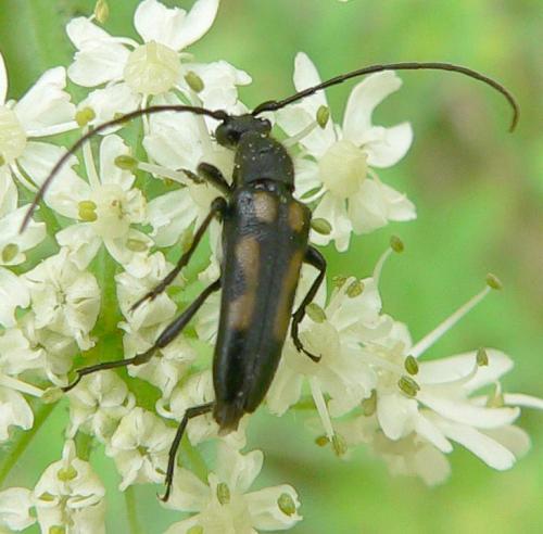 Réf. 10 199 : Anoplodera sexguttata