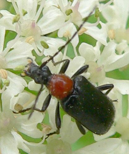 Dinoptera collaris