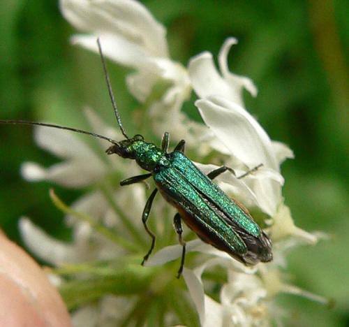 Oedemera nobilis