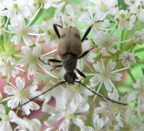Pachytodes cerambyciformis