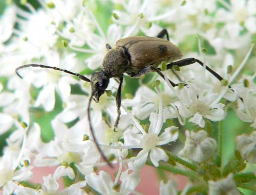Pachytodes cerambyciformis