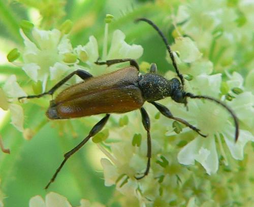 Pseudovadonia livida